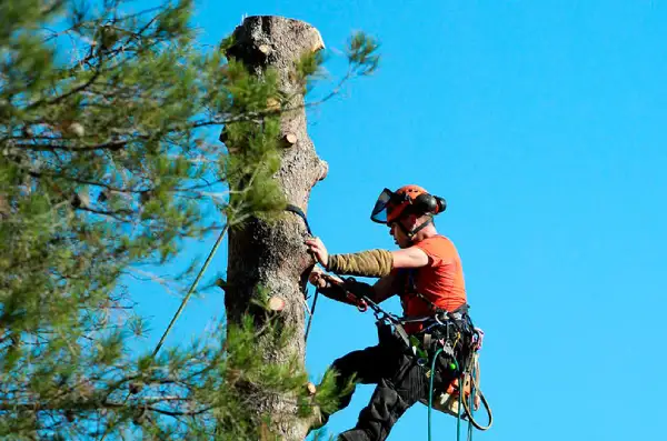 Démontage arbre avec cordes