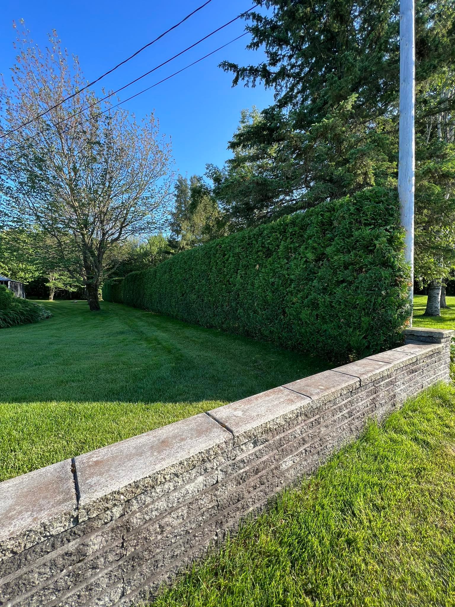 Taille de haie parfaite