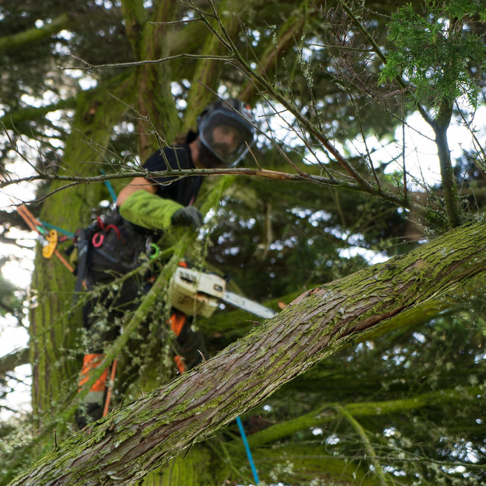 Abattage Arbre Diekirch